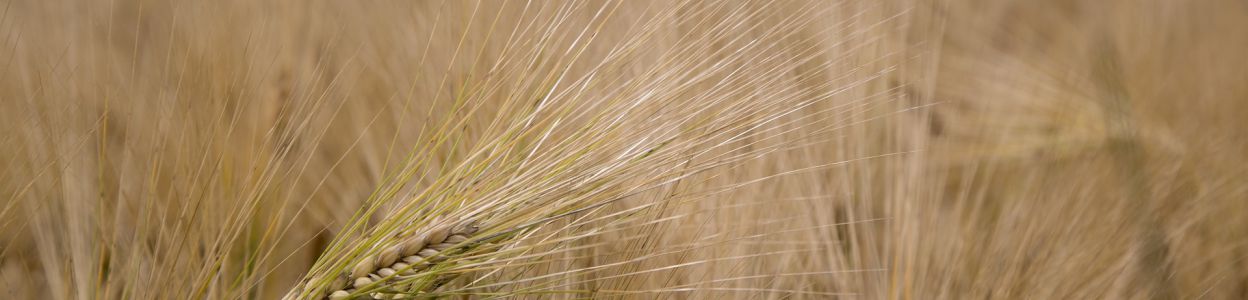 5 największych mitów na temat glutenu